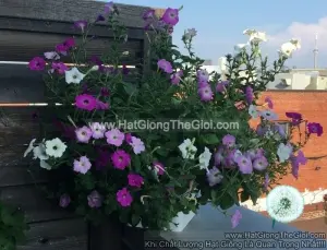 Hạt Giống Hoa Dạ Yến Thảo Rủ Mix