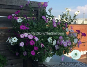 hat giong hoa da yen thao ru mix