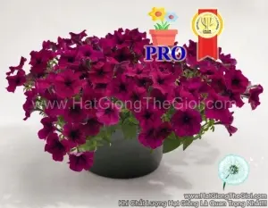 Hạt Giống Hoa Dạ Yến Thảo Rũ Success! TR Đỏ Thẫm