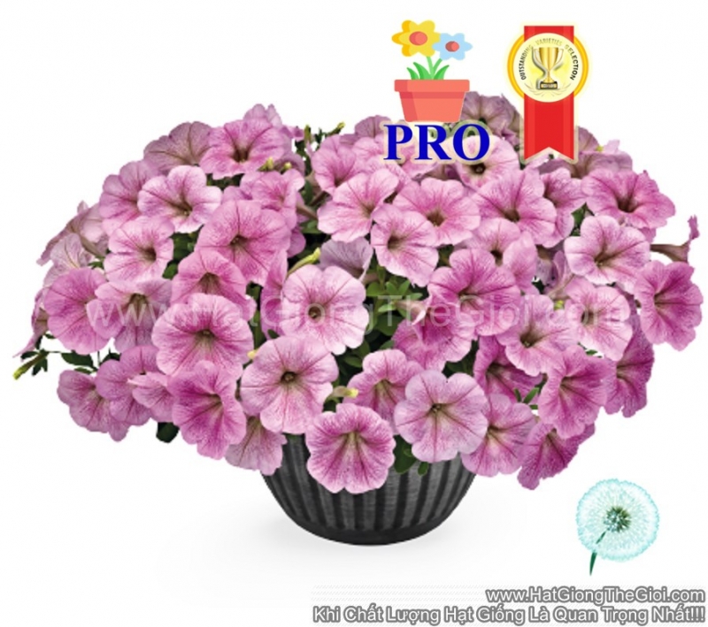 hat giong hoa da yen thao ru success  tr gan bac