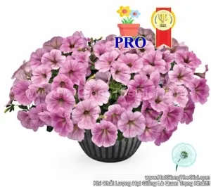 Hạt Giống Hoa Dạ Yến Thảo Rũ Success! TR Gân Bạc