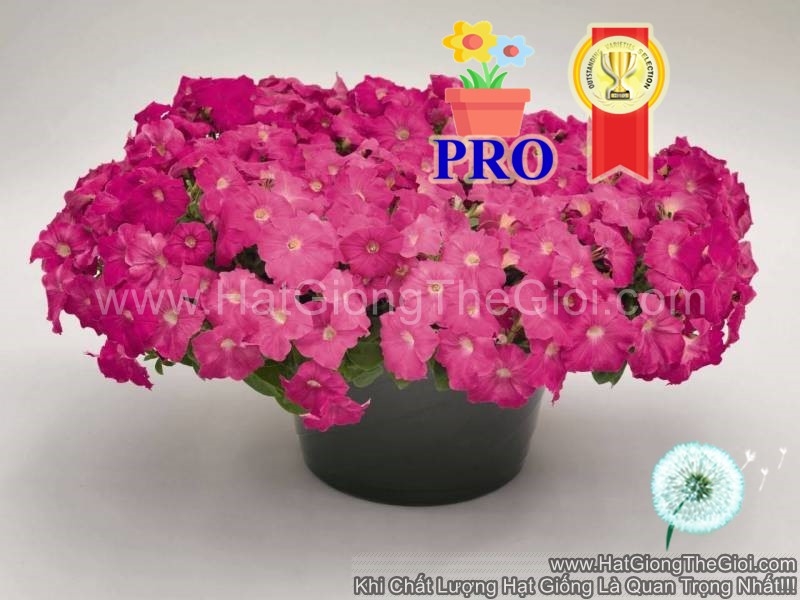 hat giong hoa da yen thao ru success  tr hong