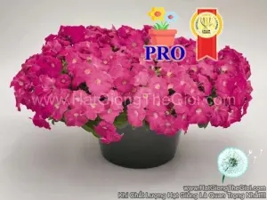 Hạt Giống Hoa Dạ Yến Thảo Rũ Success! TR Hồng