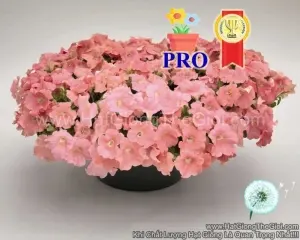 Hạt Giống Hoa Dạ Yến Thảo Rũ Success! TR Hồng Salmon