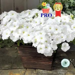 Hạt Giống Hoa Dạ Yến Thảo Rũ Success! TR Trắng