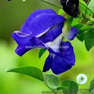 Hạt Giống Hoa Đậu Biếc Kép Đơn