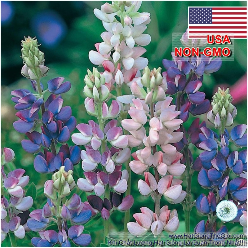 hat giong hoa dau lupin chiu nhiet   lun mix  lupinus