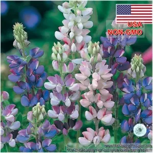 Hạt Giống Hoa Đậu Lupin Chịu Nhiệt - Lùn Mix (Lupinus)