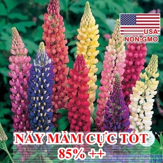 hat giong hoa dau lupin nhieu mau    lupinus polyphyllus