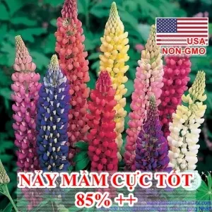 Hạt Giống Hoa Đậu Lupin Nhiều Màu - (Lupinus polyphyllus)
