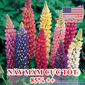 hat giong hoa dau lupin nhieu mau    lupinus polyphyllus