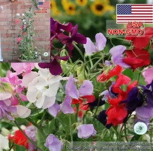 Hạt Giống Hoa Đậu Thơm - Royal Nhiều Màu (Lathyrus odoratus)