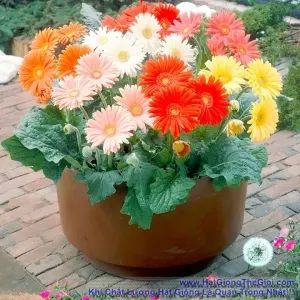Hạt Giống Hoa Đồng Tiền - Mix (Gerbera)