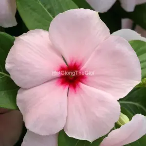 Hạt Giống Hoa Dừa Cạn COBRA Apricot