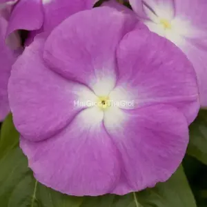 Hạt Giống Hoa Dừa Cạn COBRA Lavender Halo