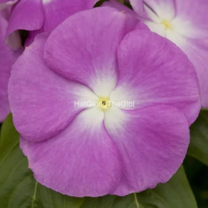 hat giong hoa dua can cobra lavender halo