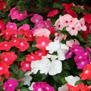 Hạt Giống Hoa Dừa Cạn COBRA Mix