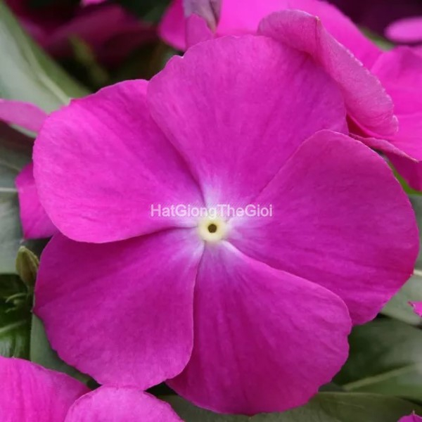hat giong hoa dua can cobra purple eye