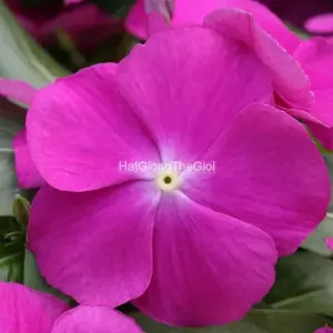 Hạt Giống Hoa Dừa Cạn COBRA Purple Eye