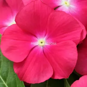 Hạt Giống Hoa Dừa Cạn COBRA Red Eye