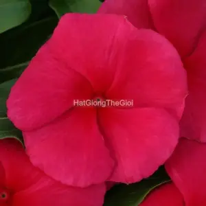 Hạt Giống Hoa Dừa Cạn COBRA Red