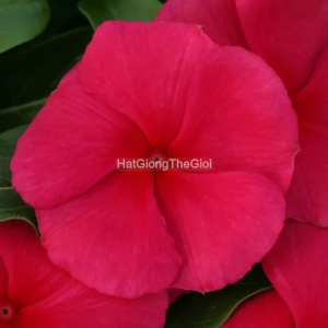 hat giong hoa dua can cobra red