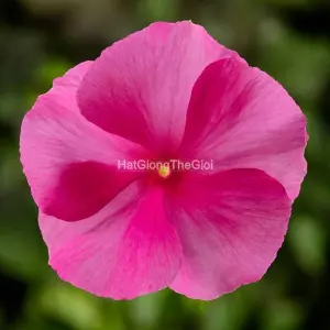 Hạt Giống Hoa Dừa Cạn COBRA Rose Eye