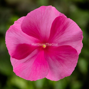 hat giong hoa dua can cobra rose eye