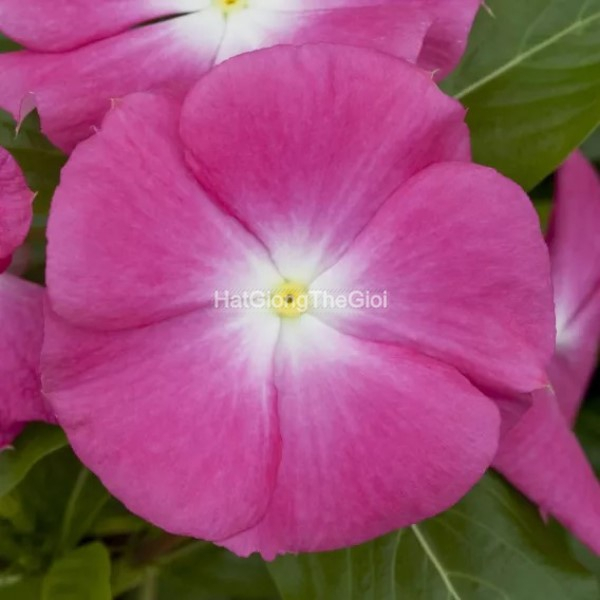 hat giong hoa dua can cobra rose halo