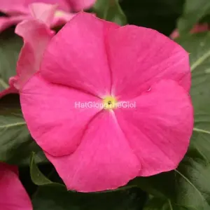 Hạt Giống Hoa Dừa Cạn COBRA Rose