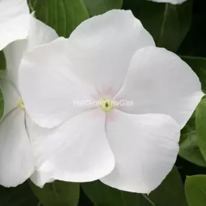 Hạt Giống Hoa Dừa Cạn COBRA White