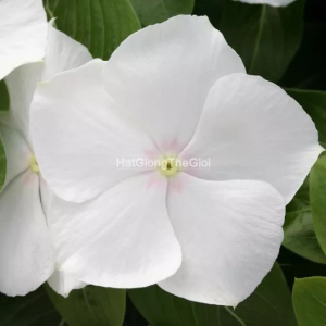 hat giong hoa dua can cobra white