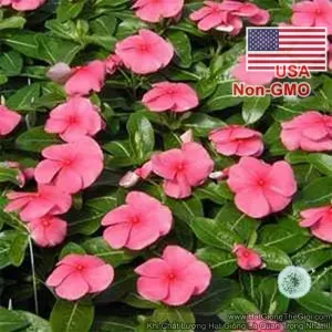 Hạt Giống Hoa Dừa Cạn Lùn - Hồng (Vinca)