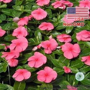 hat giong hoa dua can lun   hong  vinca