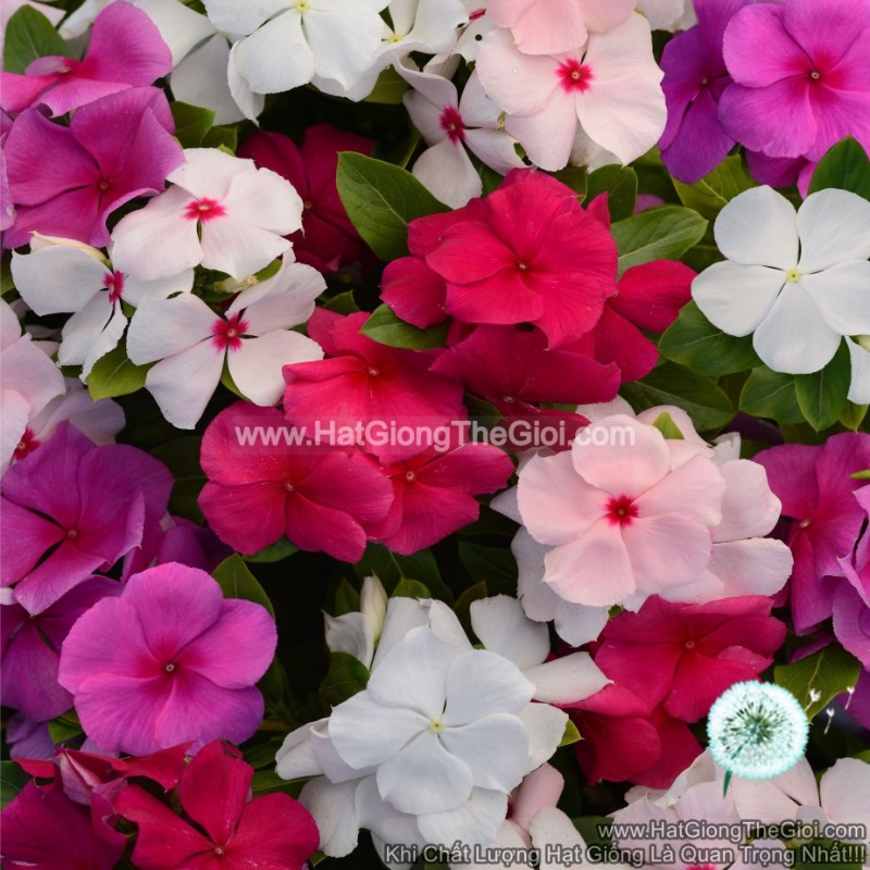 hat giong hoa dua can mix 40cm
