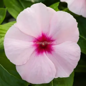 Hạt Giống Hoa Dừa Cạn BlockBuster Apricot