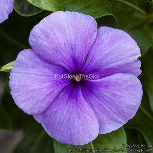 hat giong hoa dua can blockbuster blue