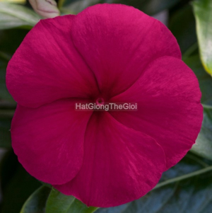 hat giong hoa dua can blockbuster burgundy