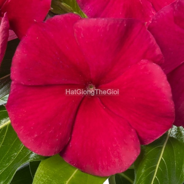 hat giong hoa dua can blockbuster crimson
