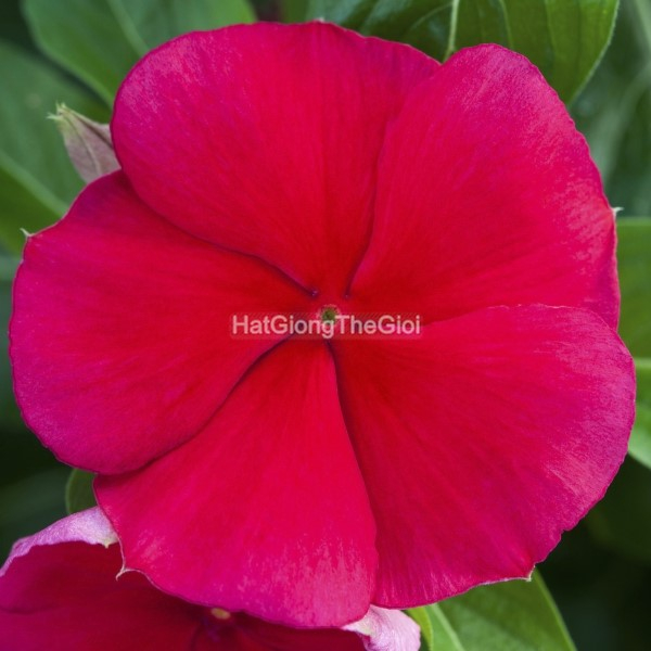 hat giong hoa dua can blockbuster dark red