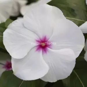 Hạt Giống Hoa Dừa Cạn BlockBuster Peppermint