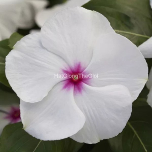 hat giong hoa dua can blockbuster peppermint