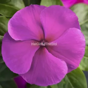 Hạt Giống Hoa Dừa Cạn BlockBuster Purple
