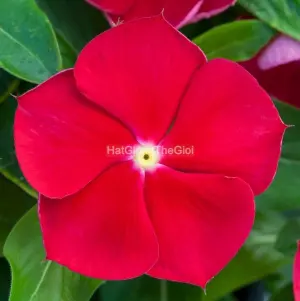 Hạt Giống Hoa Dừa Cạn BlockBuster Red with Eye