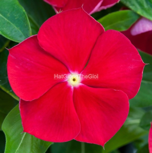 hat giong hoa dua can blockbuster red with eye