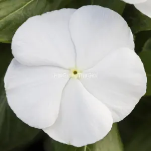 Hạt Giống Hoa Dừa Cạn BlockBuster White
