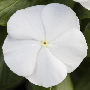 hat giong hoa dua can blockbuster white