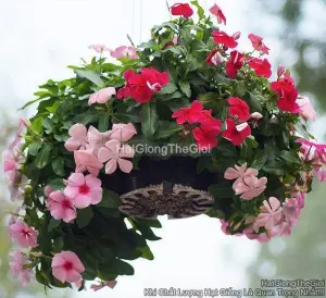 Hạt Giống Hoa Dừa Cạn Rủ TG405 Mix