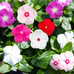 Hạt Giống Hoa Dừa Cạn SunJewels Mix