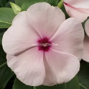Hạt Giống Hoa Dừa Cạn SUNSTORM Apricot